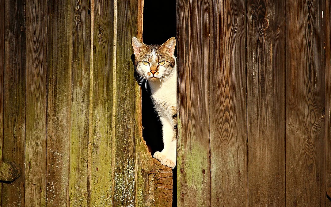 Katzenklappen für jede Tür