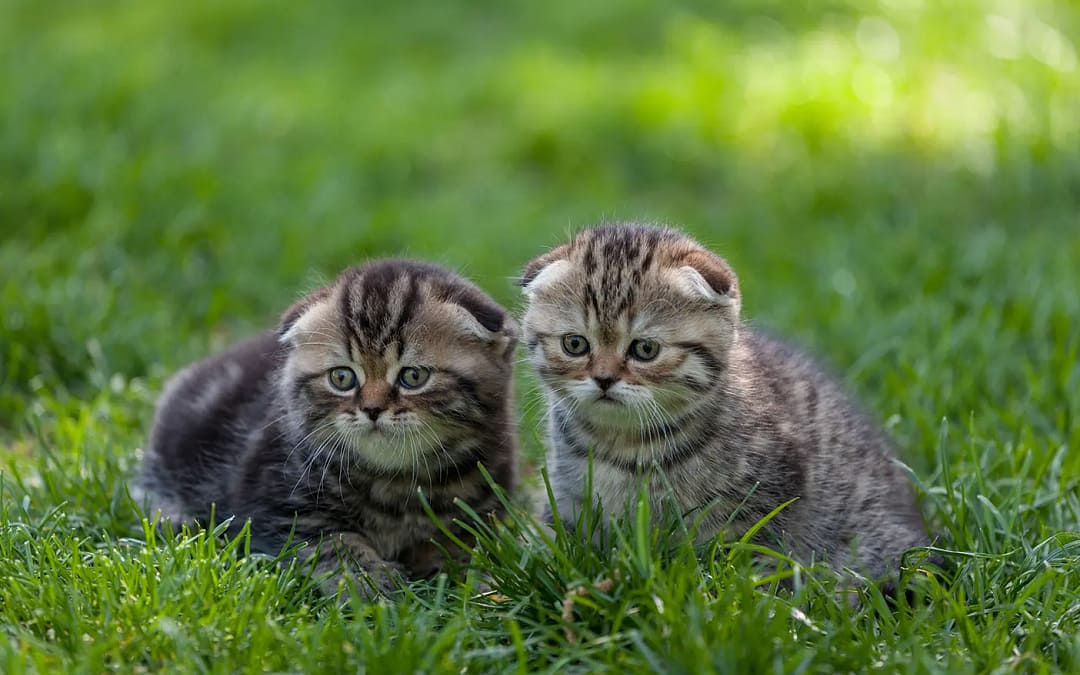 Warum ist Auslauf für eine Katze wichtig