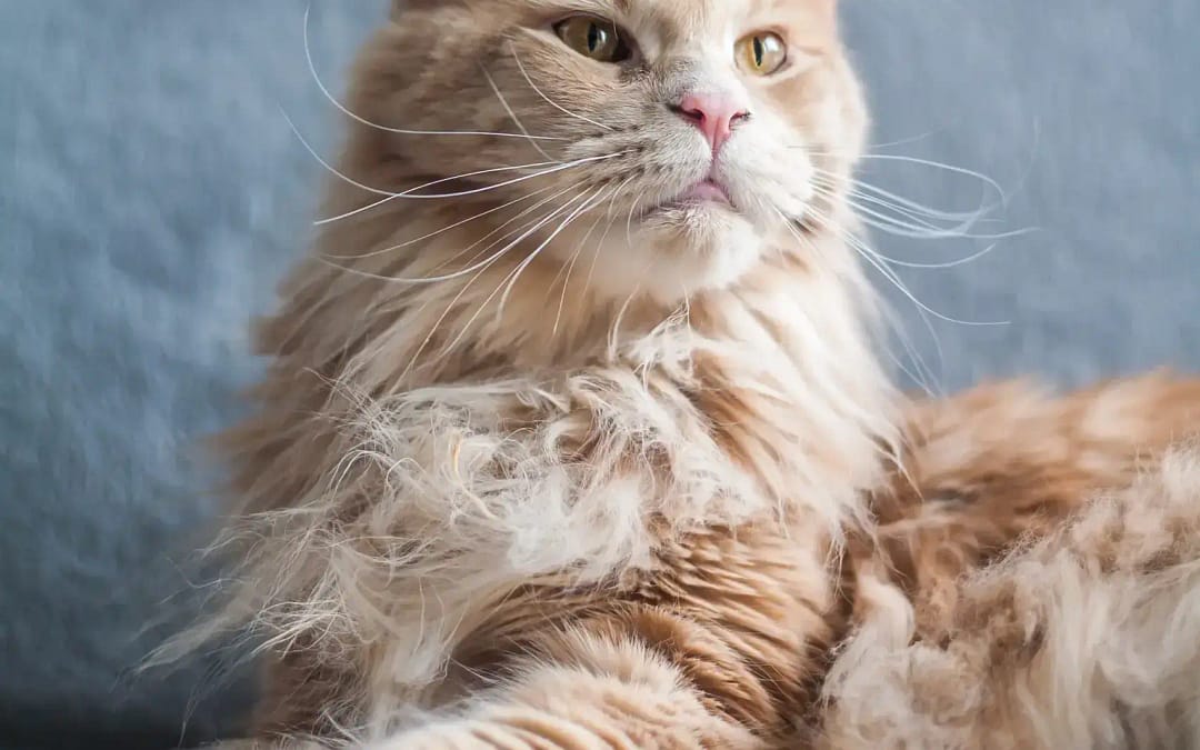 Spezielle Katzentüren für spezielle Katzen