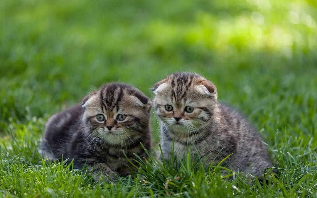 Warum ist Auslauf für eine Katze wichtig