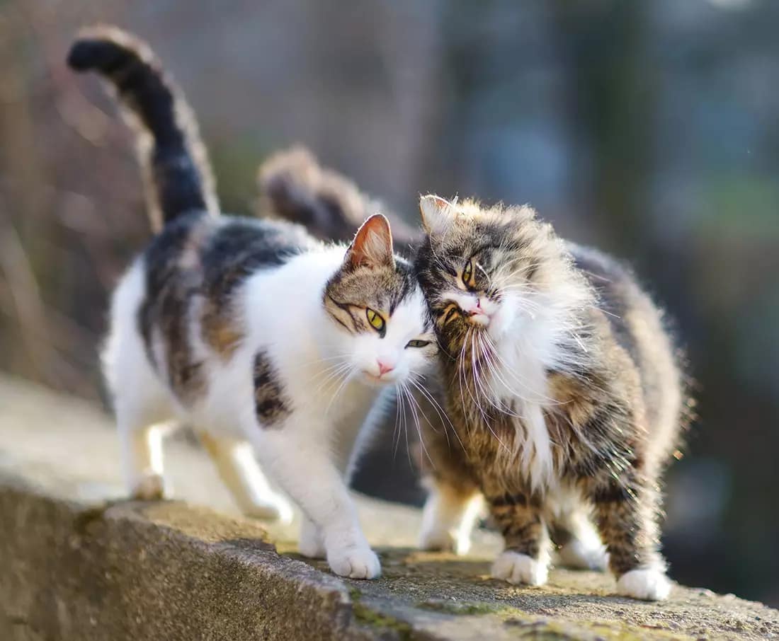 Katzen in der Natur ohne Katzentüre