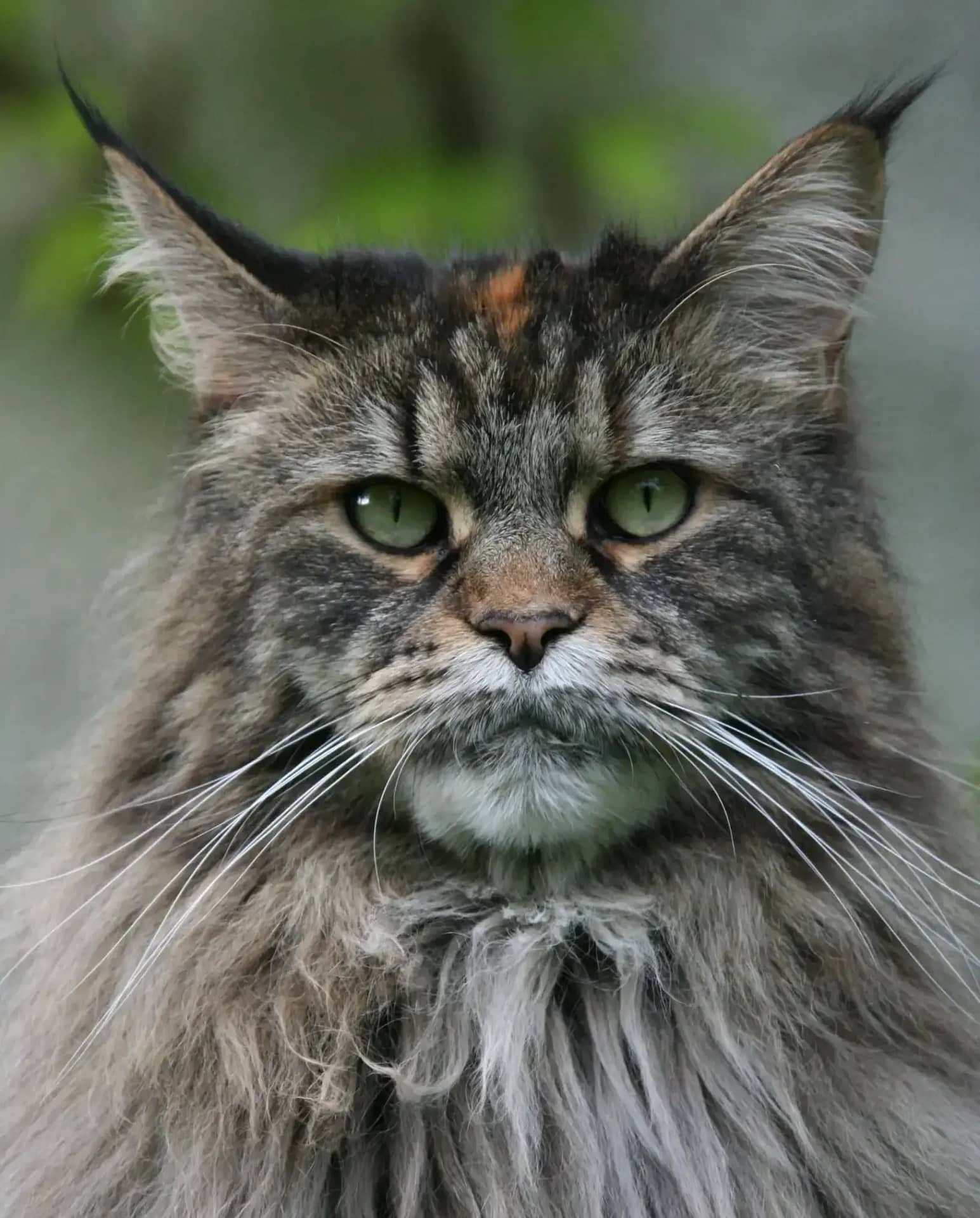 Auslauf für Katze