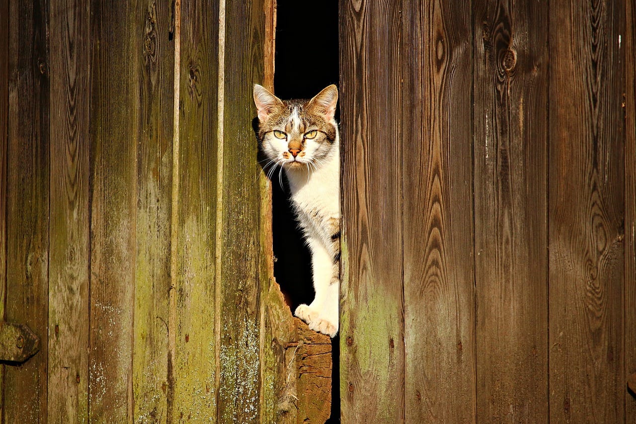 Auslauf für Katze