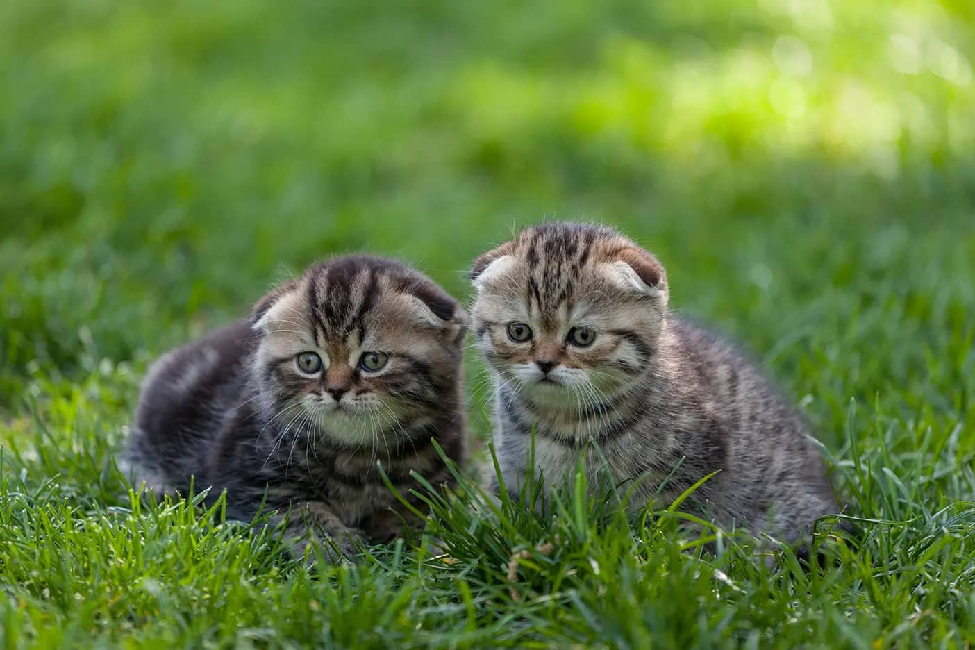 Auslauf für Katze
