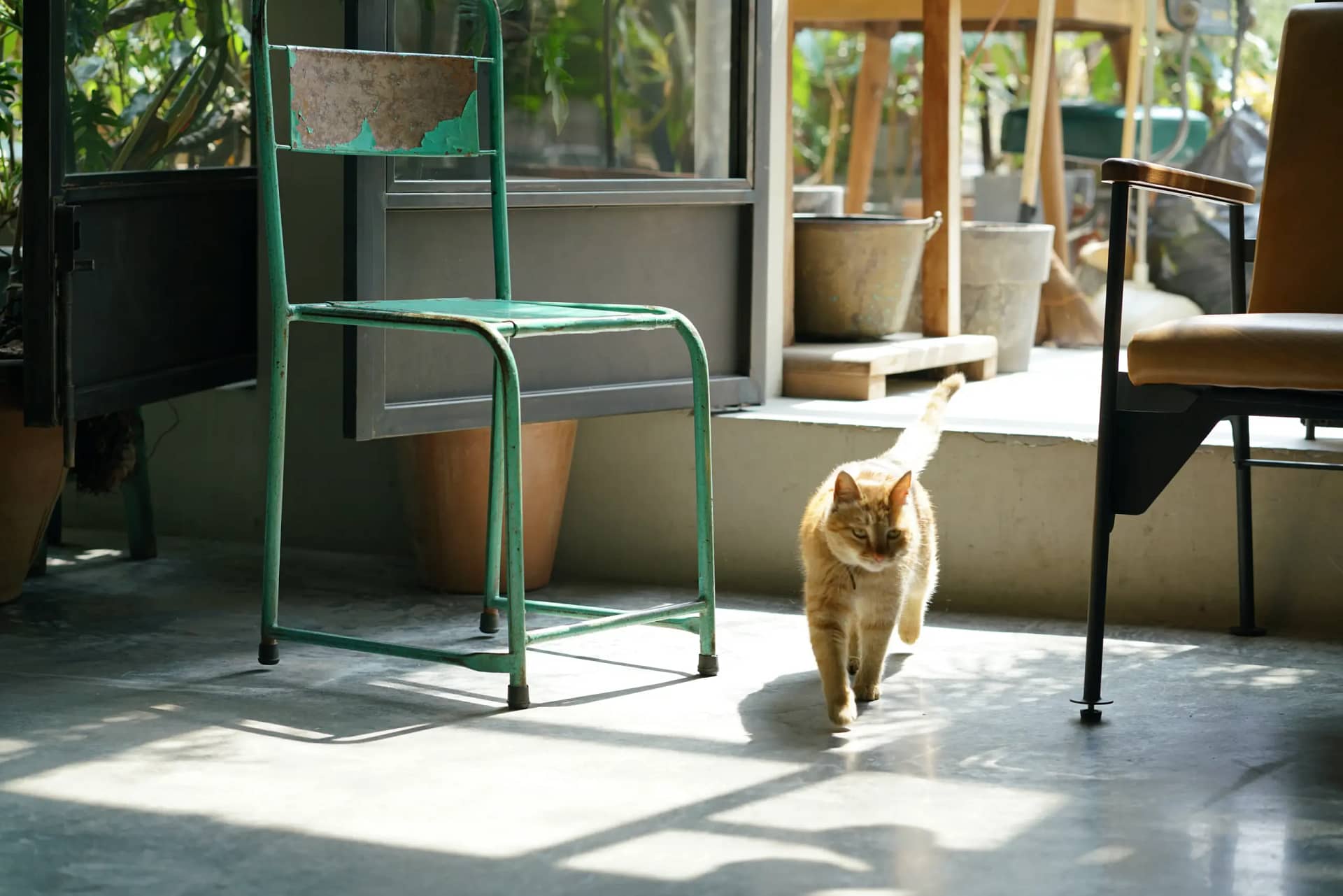 Auslauf für Katze