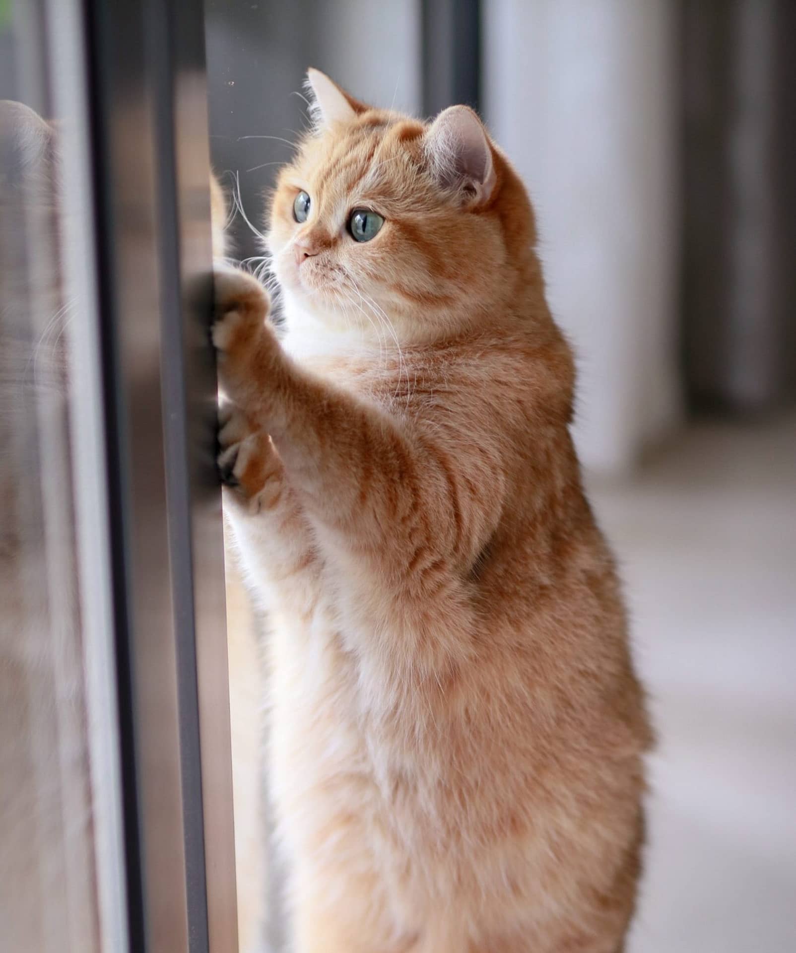 Auslauf für Katze