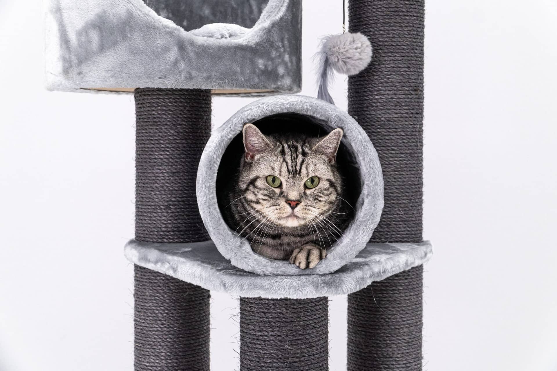 Standort für Katzenklappe